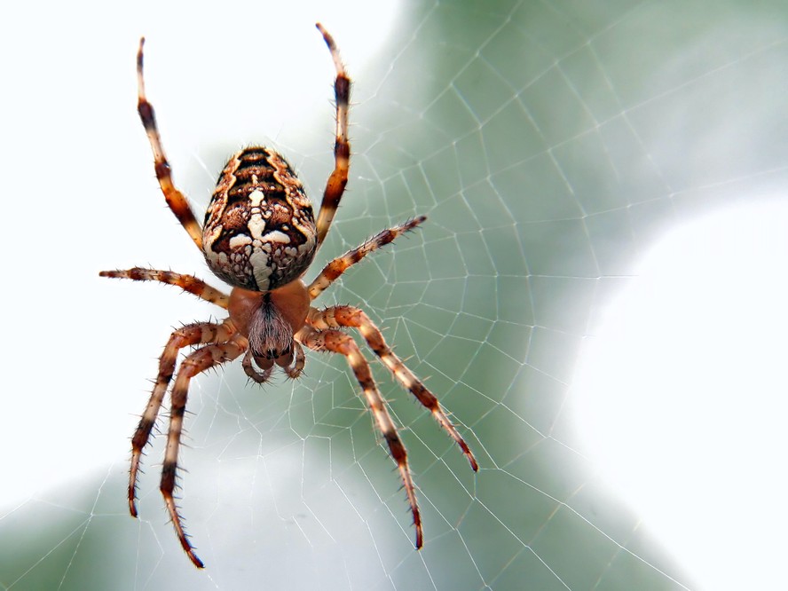 Muitas pessoas acreditam que o medo de aranhas (aracnofobia) ou de cobras (ofidiofobia) esteja entre as “biofobias” mais comuns