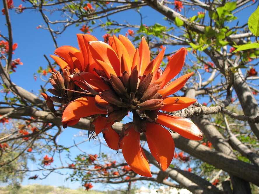 O nome da espécie da árvore coral da costa irá de 'Erythrina caffra' para 'Erythrina affra'