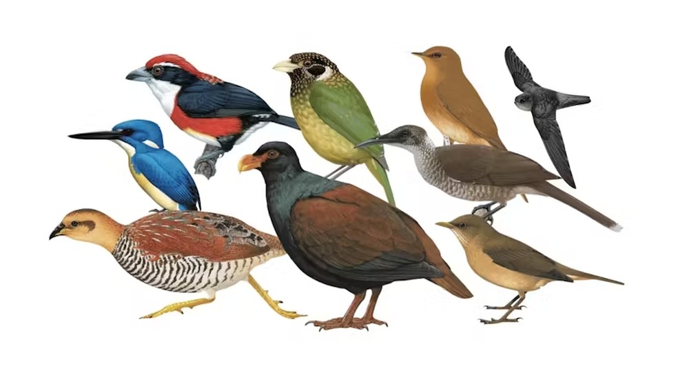 Alguns desenhos de aves perdidas, como o capitão-de-sira (canto superior esquerdo) — Foto: John C. Mittermeier, Alex J. Berryman e Cullen Hanks