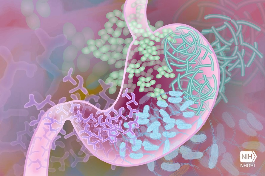 Ilustração de bactérias intestinais