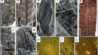  Delclòs, X., Peñalver, E., Jaramillo, C.