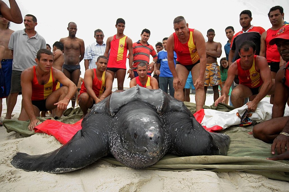 Tartaruga-de-couro resgatada na Barra da Tijuca, no Rio de Janeiro — Foto: Andréa Farias via Wikimedia Commons