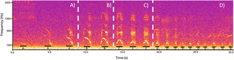 As representações visuais mostraram rugidos clássicos e potentes como arcos nítidos, com seus tons subindo e descendo — Foto: Ecology and Evolution