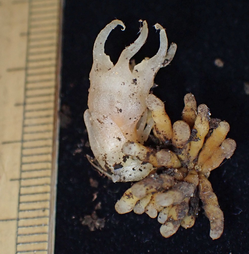 A planta recém-descoberta Relictithismia kimotsukiensis provavelmente divergiu numa fase inicial da evolução de toda a família e mantém características ancestrais. Essa história se reflete no nome da planta. — Foto: Suetsugu Kenji