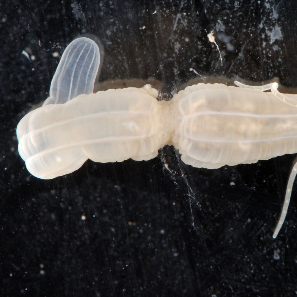 Nematostella vectensis do Rhode River, no Condado de Anne Arundel, nos EUA — Foto: Wikimedia Commons