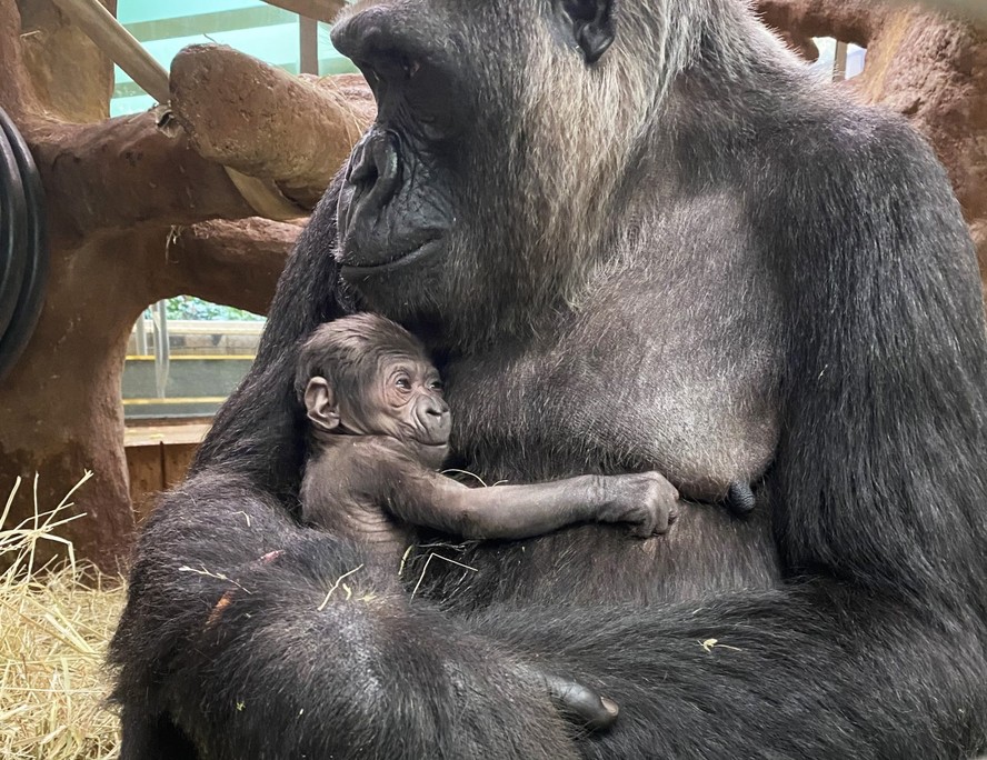 Um adorável gorila recém-nascido nos braços da mãe Calaya, que teve seu segundo bebê