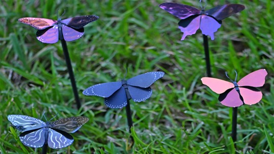 Cientistas se inspiram em borboletas e criam tinta que economiza energia