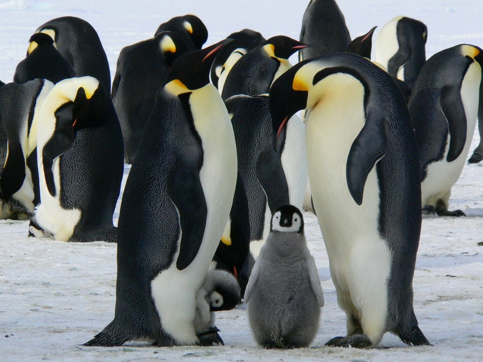 Pinguim-imperador — Foto: Pixabay via Pexels