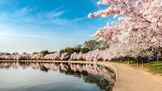 Crise climática faz cerejeiras de Washington florescerem antes do tempo