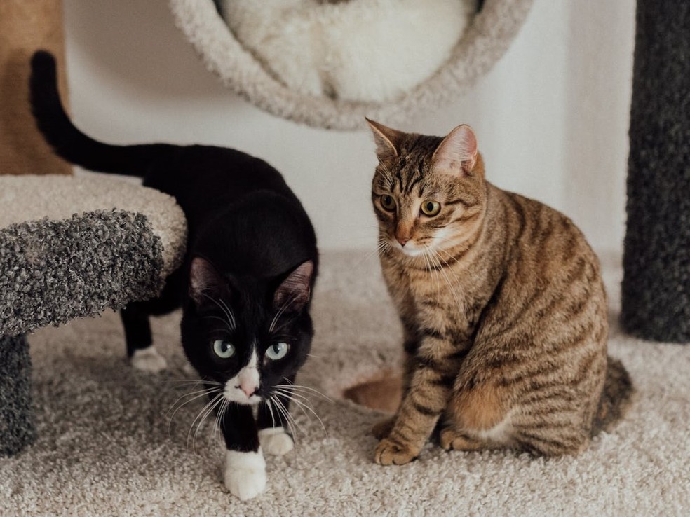 Estudo analisou vocalizações de 27 gatos domésticos e mostrou que cada um possui um padrão único de ronronar — Foto: Pexels