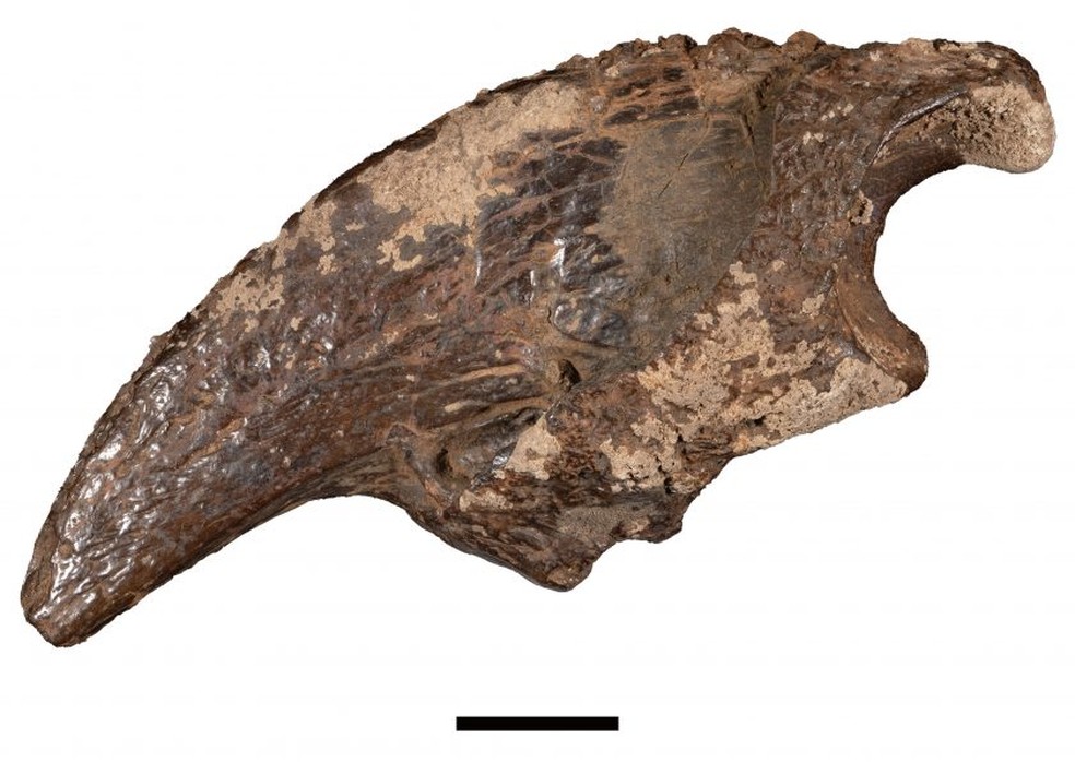 Fóssil da garra de uma preguiça gigante encontrado em caverna no Texas — Foto: John Moretti