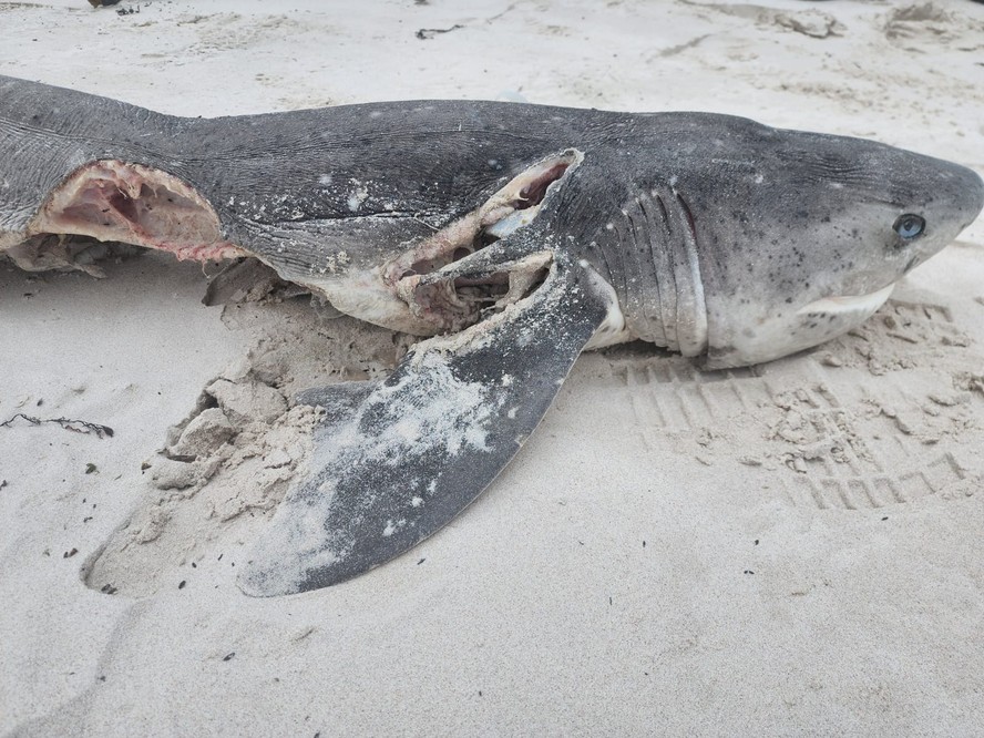 Em 2 horas, dupla de orcas mata 17 tubarões na costa da África do Sul