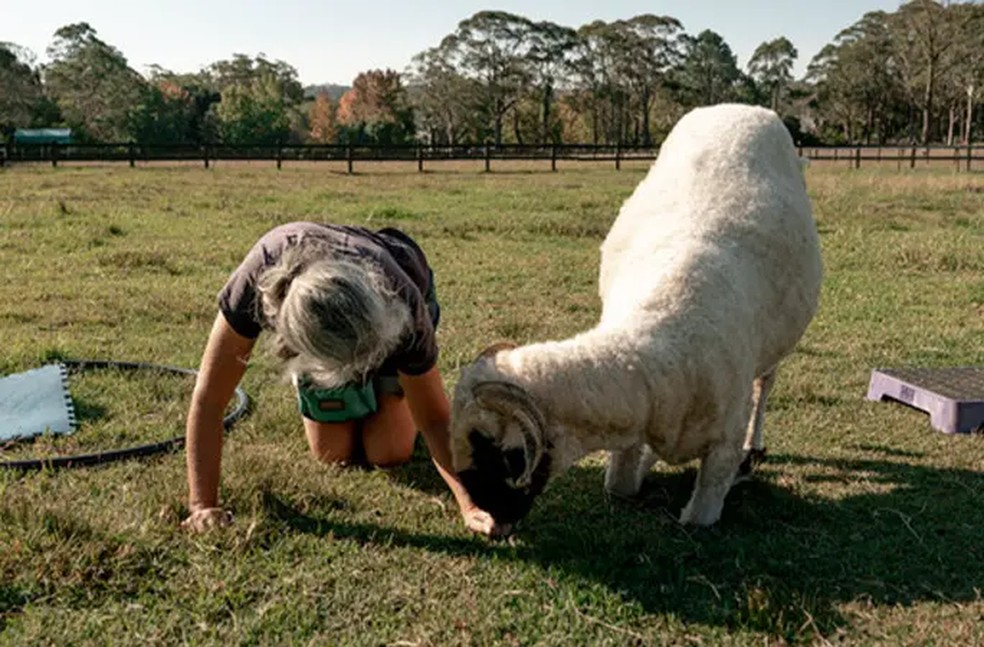 O carneiro Beanie se agacha junto de Noeline Cassettari — Foto: Guinness World Records