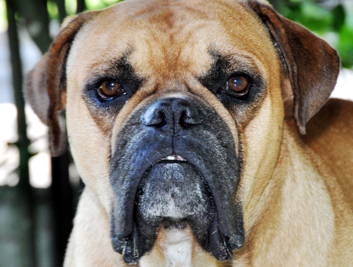 Como é a nova raça de cachorro do Brasil que foi reconhecida no exterior