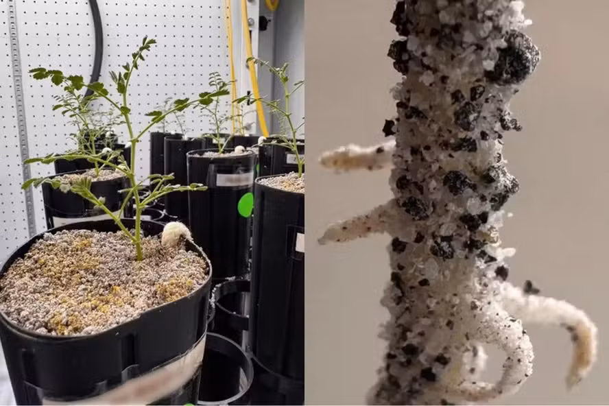 Pesquisadores comprovam a possibilidade de cultivar grão-de-bico em solos que simulam a composição da Lua