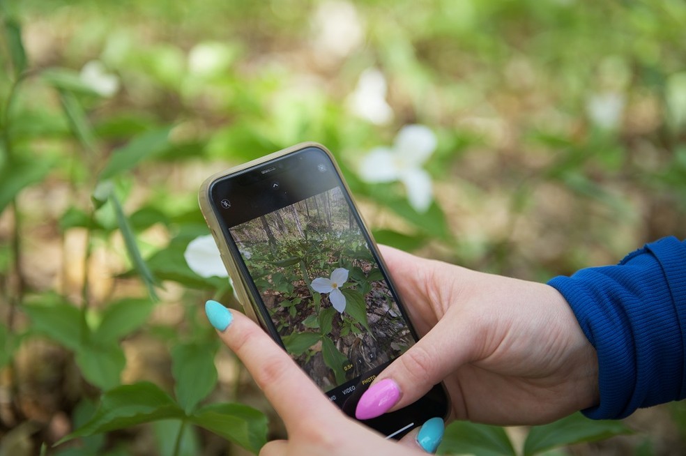 O iNaturalist é um banco de dados sobre biodiversidade que abriga informações sobre animais e plantas, auxiliando cientistas do mundo todo — Foto: Divulgação