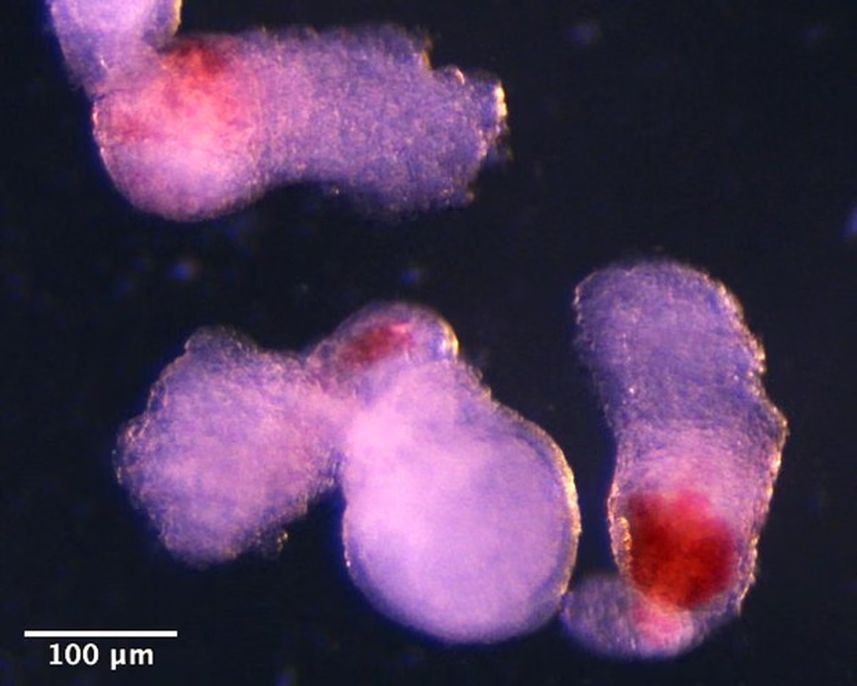 Embrião feito em laboratório consegue produzir suas próprias células de sangue