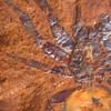 Com ao menos 11 milhões de anos, aranha inédita é descoberta na Austrália