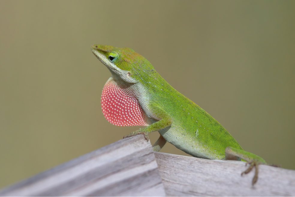 Os lagartos do gênero Anolis se destacam por usa “barba colorida”, utilizada como mecanismo de comunicação entre membros do mesmo grupo — Foto: Lauren McLaurin/Wikimedia Commons
