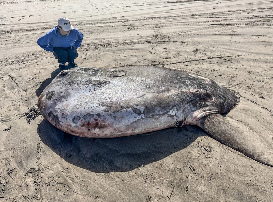 Raro peixe-lua de mais de 2 metros atrai curiosos em praia nos EUA