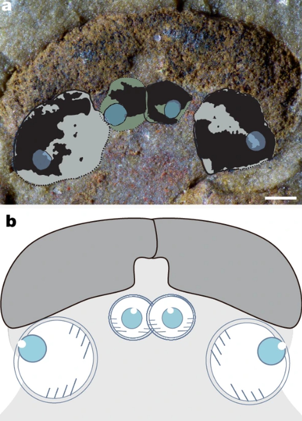 Representação anatômica de como os olhos centrais do fóssil seriam há 518 milhões de anos — Foto: Xiangtong Lei, Sihang Zhang, Peiyun Cong/Nature