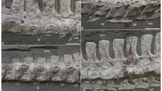Vértebras cervicais de Plesionectes longicollum. (A) Cervicais anteriores em vista ventrolateral. (B) Costelas cervicais anteriores em vista medial. (C) Cervicais anteriores em vista ventral. (D) Cervicais posteriores em vista lateral. As barras de escala medem três cm. Abreviações: ans, espinha neural cervical anterior; ap, processo costal cervical anterior; dps, diapófise; fs, forame subcentral; llr, crista lateral longitudinal; ncs, sutura neurocentral; pns, espinha neural cervical posterior; poz, pós-zigapófise; pp, processo costal cervical posterior; pps, parapófise; prz, pré-zigapófise; srf, faceta da costela cervical única. — Foto: PeerJ