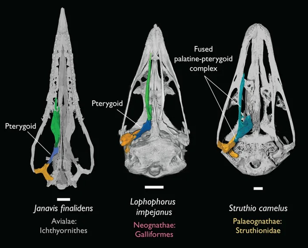 Nova descoberta do fóssil "Janavis finalidens" seguida pelas diferenças no crânio dos pássaros modernos e antigos — Foto: Reprodução/Universidade de Cambridge