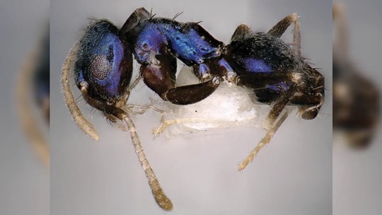 Novo tipo de formiga azul metálica é descoberto na Índia