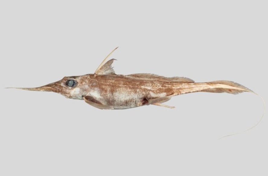 Nova espécie de tubarão-fantasma é descoberta no Oceano Pacífico