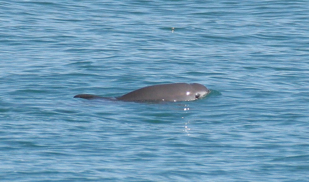 As vaquitas são a menor espécie dentre os cetáceos, medindo entre 1,2 e 1,5 metro — Foto: wikimedia commons