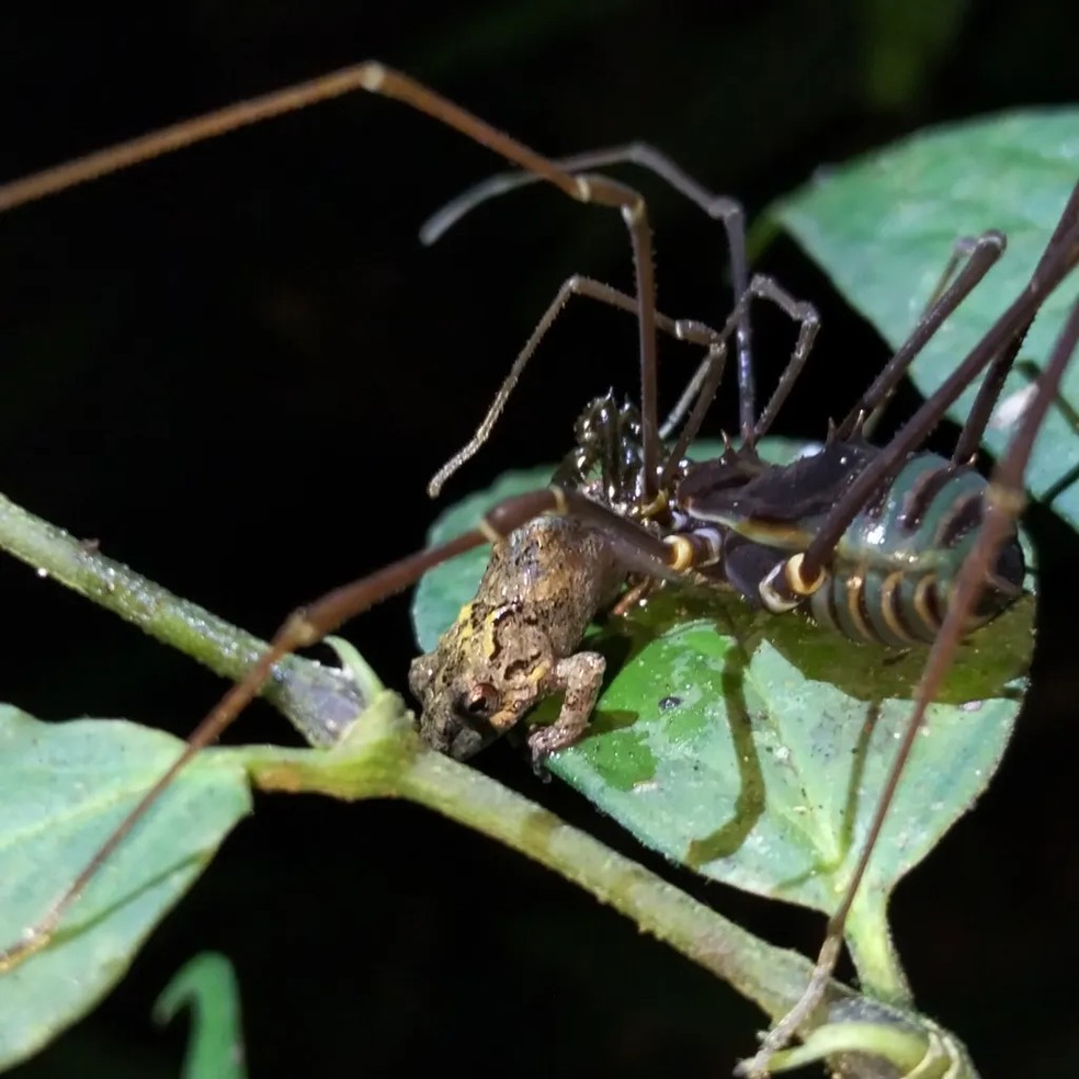 Os opiliões são aracnídeos mais aparentados aos escorpiões do que às aranhas. — Foto: Maida Gutiérrez-Arboleda
