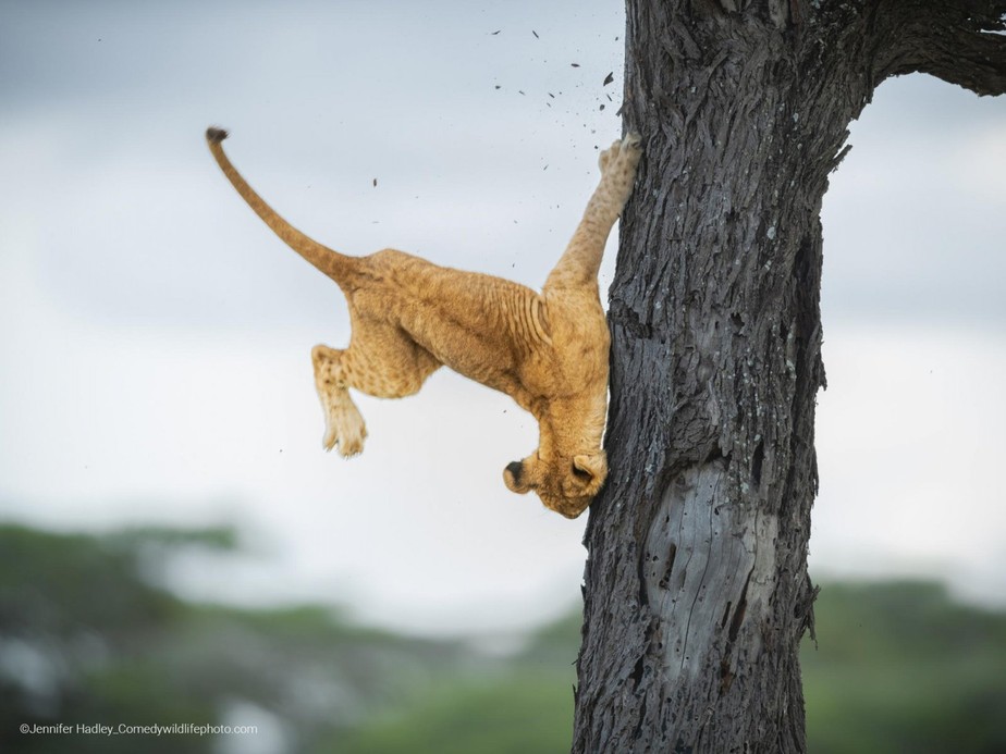 Os vencedores do concurso de fotos mais engraçadas da vida selvagem em 2022, Biologia