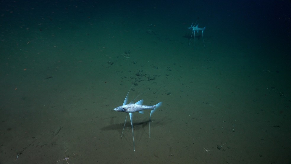 Nova espécie de peixe descoberta por cientistas da Odisseia dos Polvos — Foto: Schmitd Ocean Institute