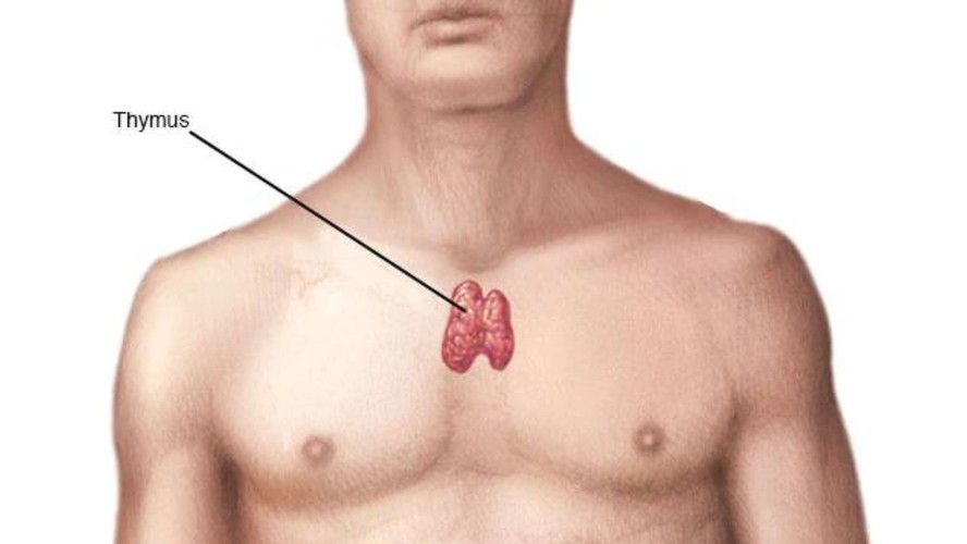 A glândula timo, uma parte do sistema imunológico situada na parte superior do tórax