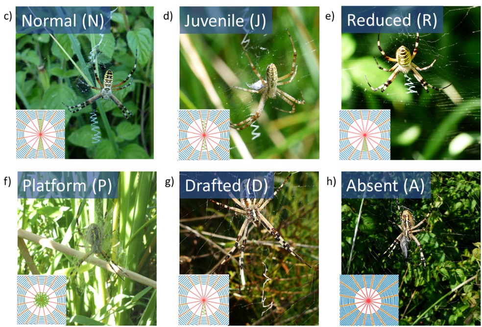  Gabriele Greco/PLOS One