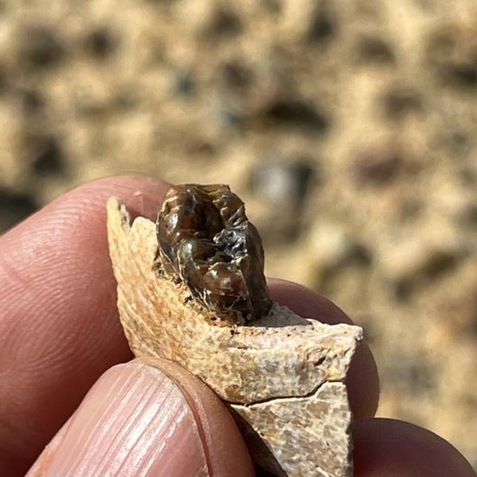 Fragmento mandibular de Masripithecus moghraensis com o M3 direito no momento da descoberta — Foto: Hesham Sallam