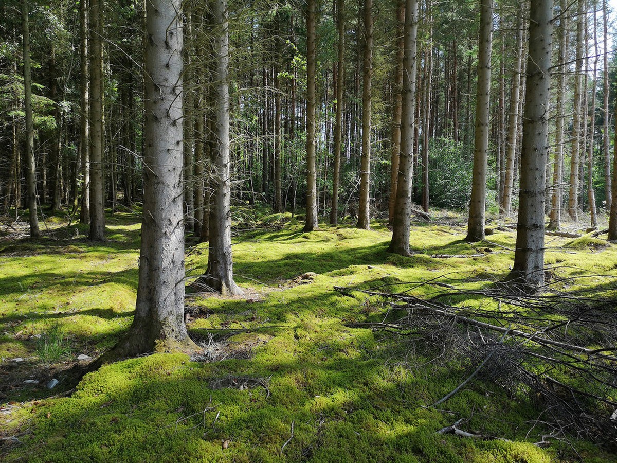 Ouro dá em árvore? Esta planta acumula nanopartículas do metal nas folhas