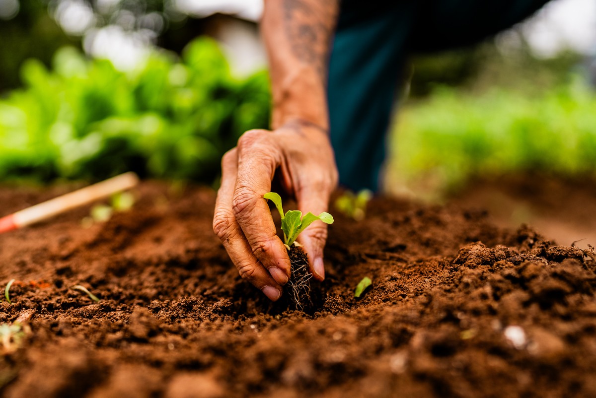 Plantas comem terra? Como aconteceu a descoberta da fotossíntese