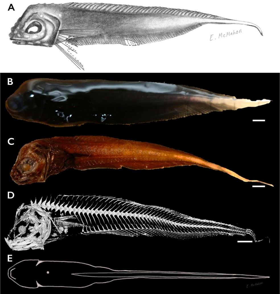 A nova espécie Paraliparis em, ou sleek snailfish, se distingue se distingue por seu corpo longo, preto e lateralmente comprimido — Foto: Emily McMahon, Mackenzie Gerringer, Jeffrey Drazen/Ichthyology & Herpetology