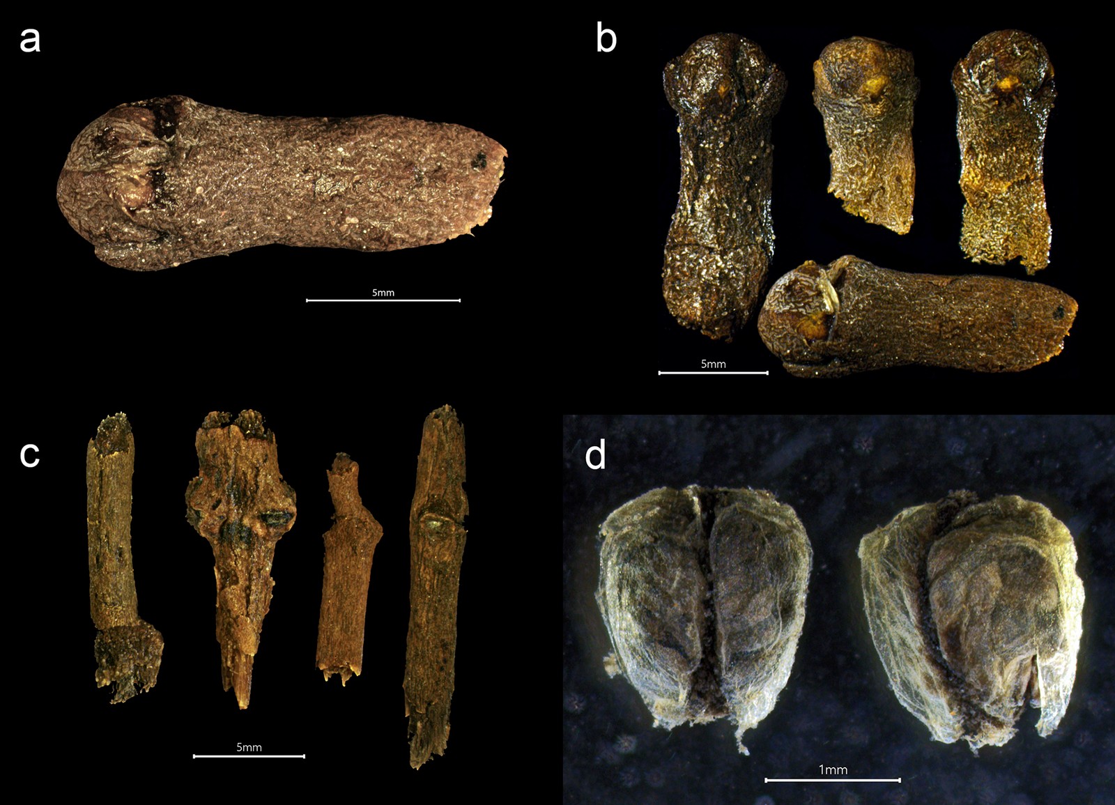 Partes da planta do cravo-da-índia encontradas no naufrágio  — Foto: Larsson e Foley 