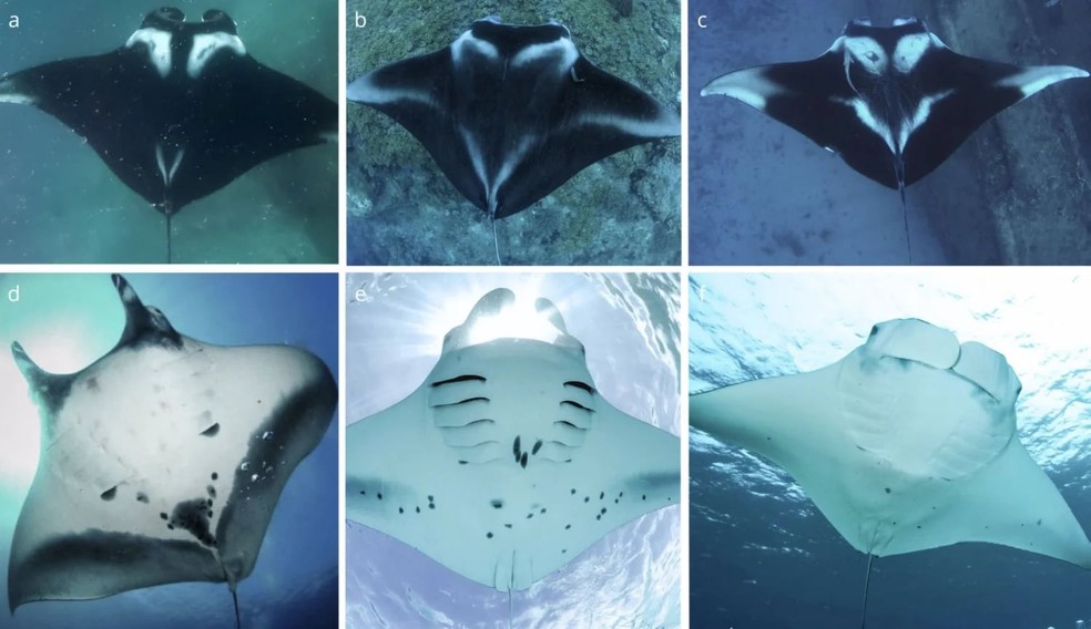 Arraias-manta: Mobula alfredi (a, d), Mobula birostris (b, e) e Mobula yarae (d, f) — Foto: Leo Francini a; Guy Stevens | Manta Trust b, e; Rawany Porfilho c; Mauricio Andrade d; and Nayara Bucair f via MMF