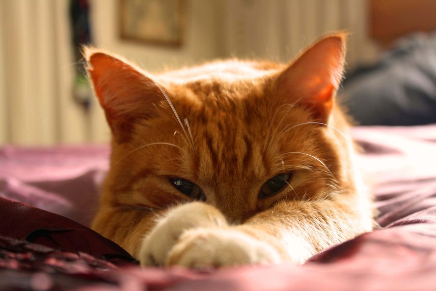 Você pode se comunicar com seu gato piscando os olhos lentamente