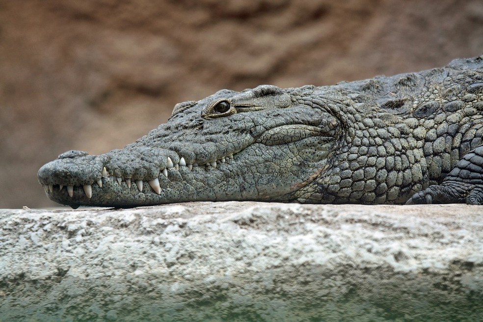 Crocodilos podem ser encontrados na África, no sudeste da Ásia, na Austrália, na América Central e no norte da América do Sul — Foto: Wikimedia Commons