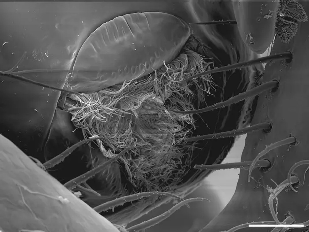 A boca de três lábios, repleta de gavinhas, da Callipallene pilosuspedes, a 30 micrômetros. — Foto: Cormac Toler-Scott