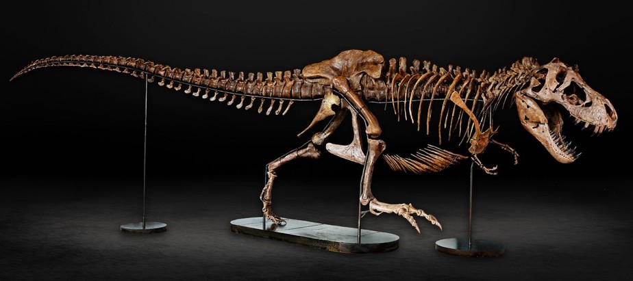 Esqueleto Tiranossauro Rex