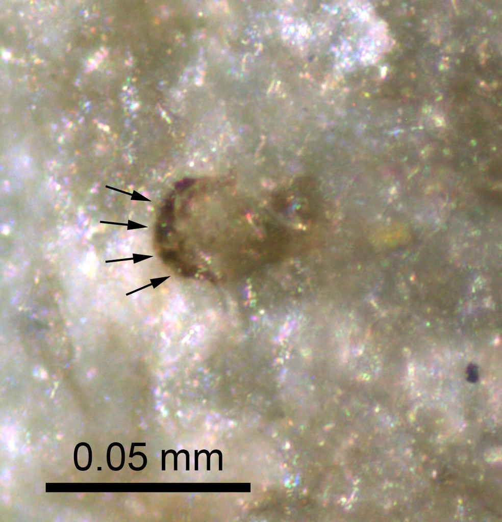 Detalhe de uma das estruturas respiratórias externas preservadas (espiráculo) do fóssil, com setas apontando para aberturas primárias circulares — Foto: CN-IGME CSIC