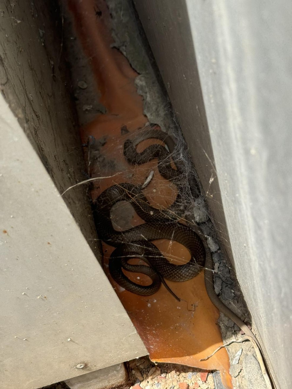 Foi o primeiro caso de canibalismo de cobras-marrons que o caçador australiano Harrison Kent viu em sua carreira — Foto: Reprodução/Facebook (Snake Catchers Adelaide)