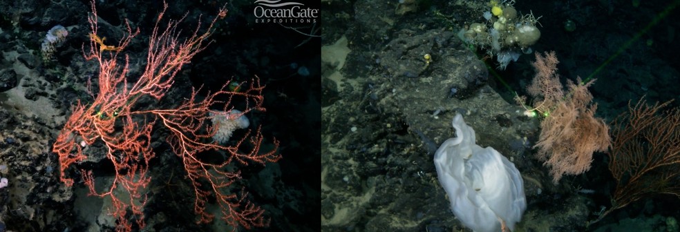 Pesquisadores descobrem ecossistema abissal próximo a naufrágio do Titanic — Foto: Divulgação/ OceanGate