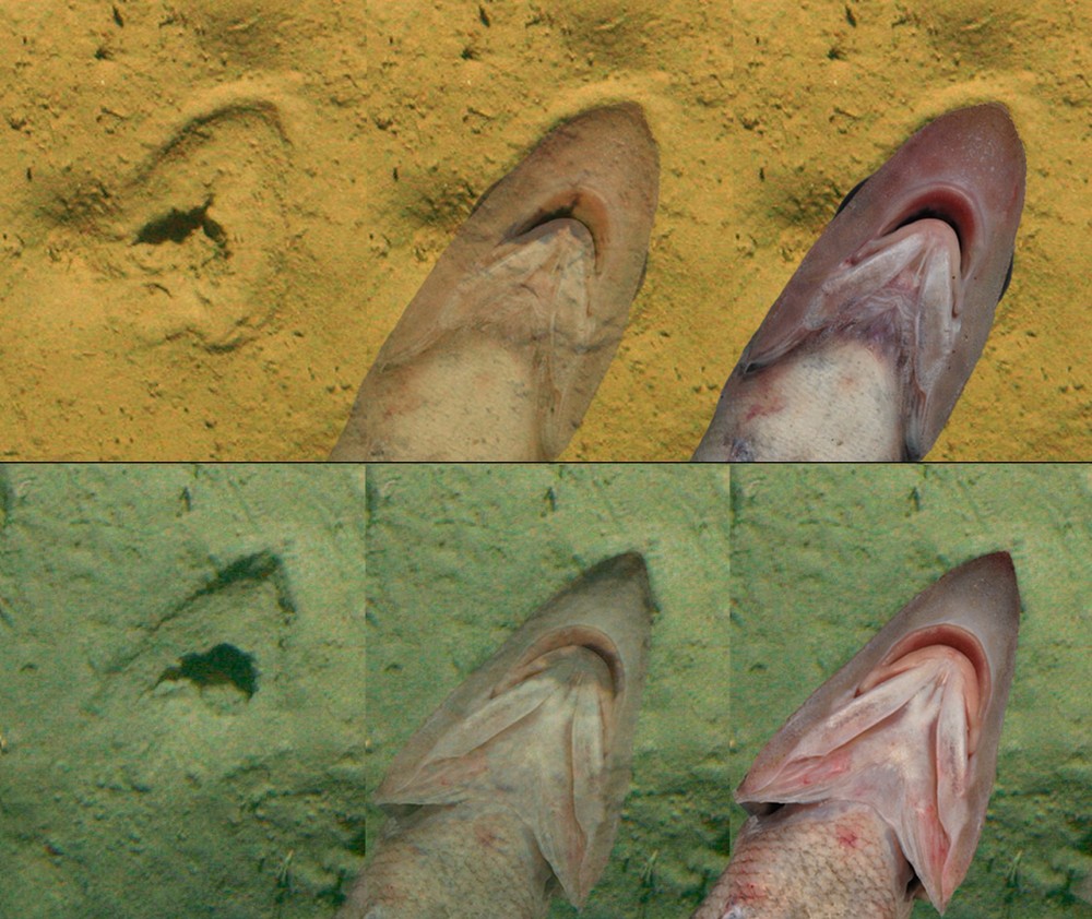 'Pegadas' misteriosas no fundo do mar na Nova Zelândia ganham explicação