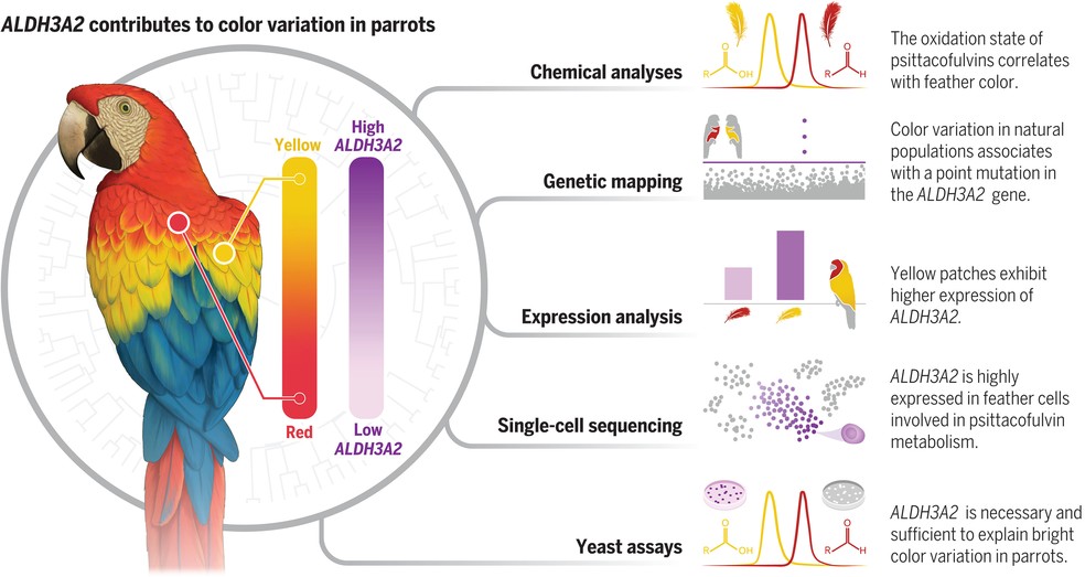 Diagrama que explica a enzima responsável por regular o equilíbrio entre os pigmentos aldeído e carboxílico nas cores dos papagaios — Foto: JOANA C. CARVALHO/ Science